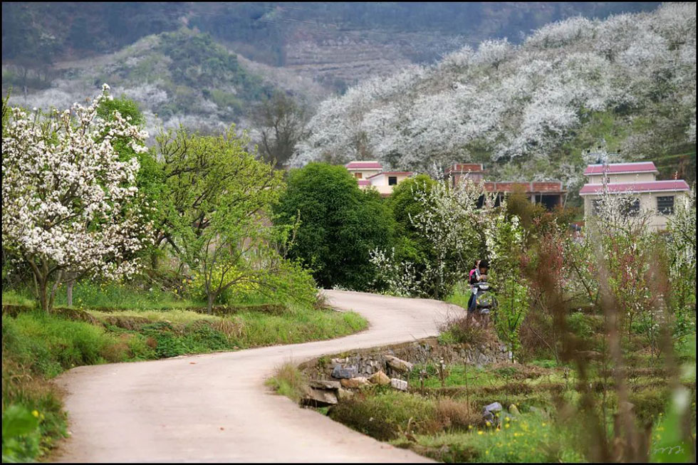 【春天,广西桂林灌阳县向您发出邀请!】我们在灌阳看梨花 - 游山玩水 - 黄石生活社区 - 黄石28生活网 hshi.28life.com