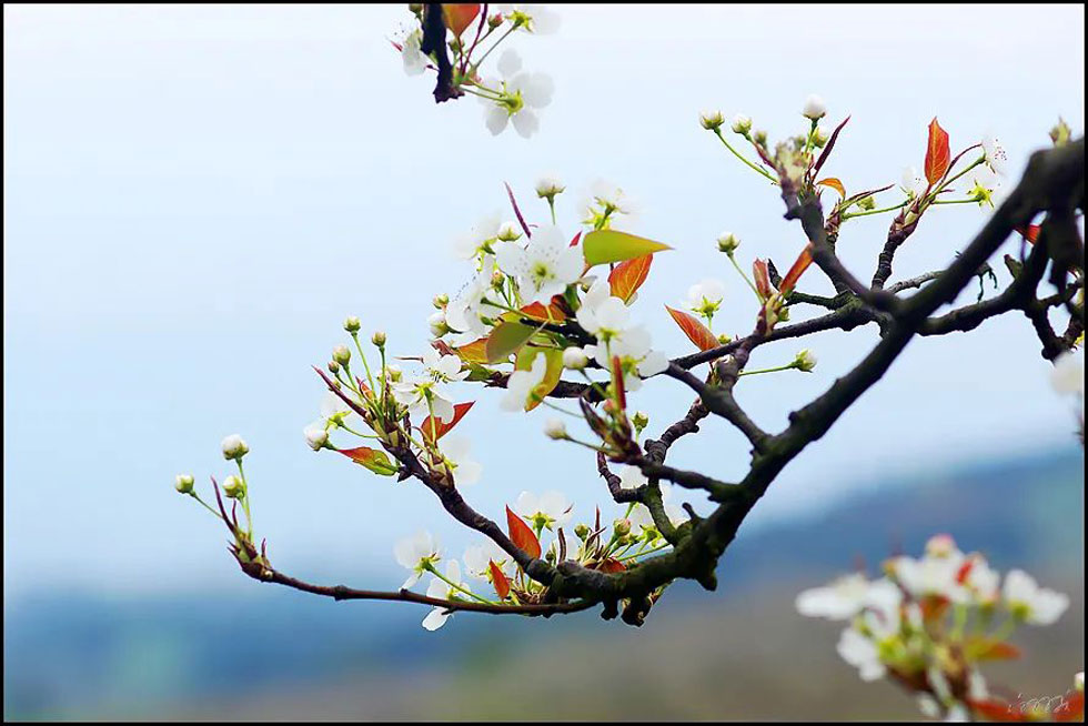 【春天,广西桂林灌阳县向您发出邀请!】我们在灌阳看梨花 - 游山玩水 - 黄石生活社区 - 黄石28生活网 hshi.28life.com