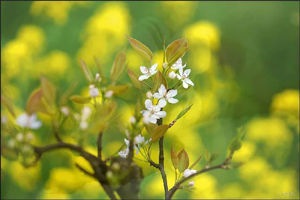 【春天,广西桂林灌阳县向您发出邀请!】我们在灌阳看梨花 - 游山玩水 - 黄石生活社区 - 黄石28生活网 hshi.28life.com