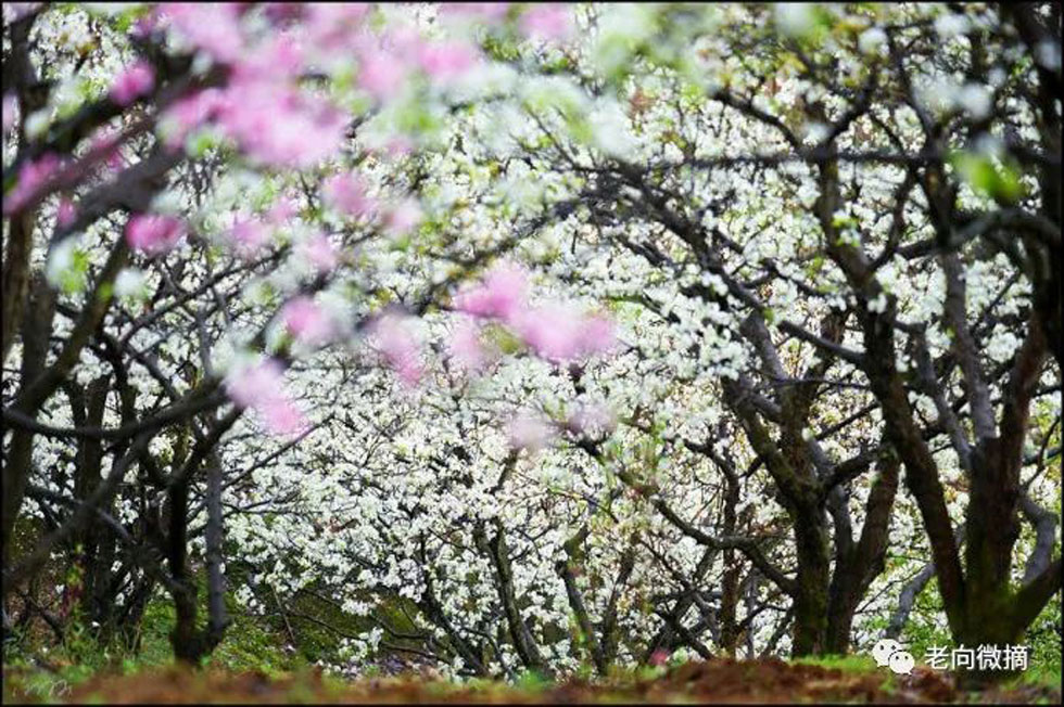 【春天,广西桂林灌阳县向您发出邀请!】我们在灌阳看梨花 - 游山玩水 - 黄石生活社区 - 黄石28生活网 hshi.28life.com