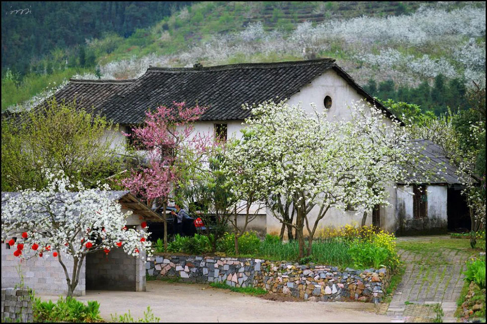 【春天,广西桂林灌阳县向您发出邀请!】我们在灌阳看梨花 - 游山玩水 - 黄石生活社区 - 黄石28生活网 hshi.28life.com