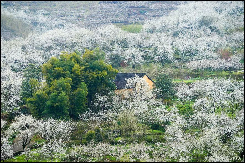 【春天,广西桂林灌阳县向您发出邀请!】我们在灌阳看梨花 - 游山玩水 - 黄石生活社区 - 黄石28生活网 hshi.28life.com