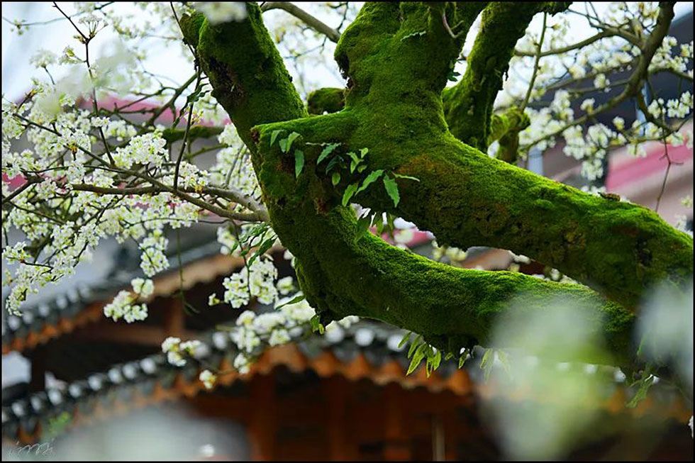 【春天,广西桂林灌阳县向您发出邀请!】我们在灌阳看梨花 - 游山玩水 - 黄石生活社区 - 黄石28生活网 hshi.28life.com