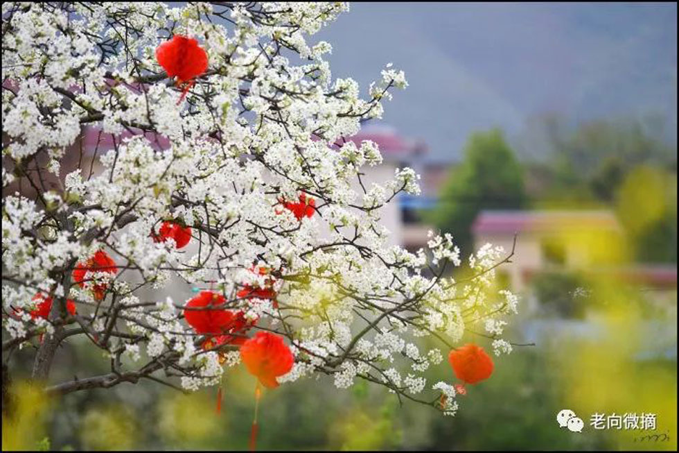 【春天,广西桂林灌阳县向您发出邀请!】我们在灌阳看梨花 - 游山玩水 - 黄石生活社区 - 黄石28生活网 hshi.28life.com