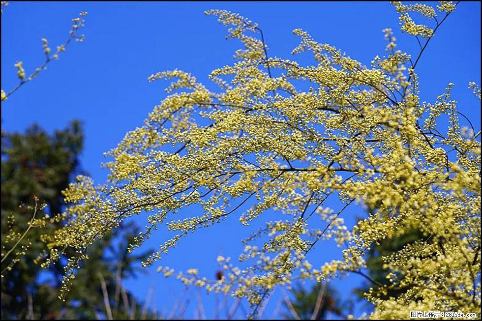 【春天，广西桂林灌阳县向您发出邀请！】米珠山前有片山苍子花在飘香 - 游山玩水 - 黄石生活社区 - 黄石28生活网 hshi.28life.com