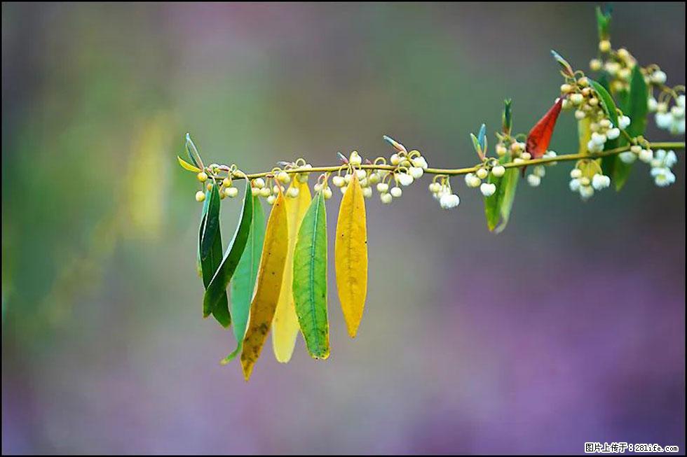 【春天，广西桂林灌阳县向您发出邀请！】米珠山前有片山苍子花在飘香 - 游山玩水 - 黄石生活社区 - 黄石28生活网 hshi.28life.com