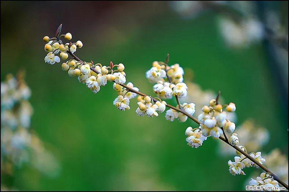 【春天，广西桂林灌阳县向您发出邀请！】米珠山前有片山苍子花在飘香 - 游山玩水 - 黄石生活社区 - 黄石28生活网 hshi.28life.com