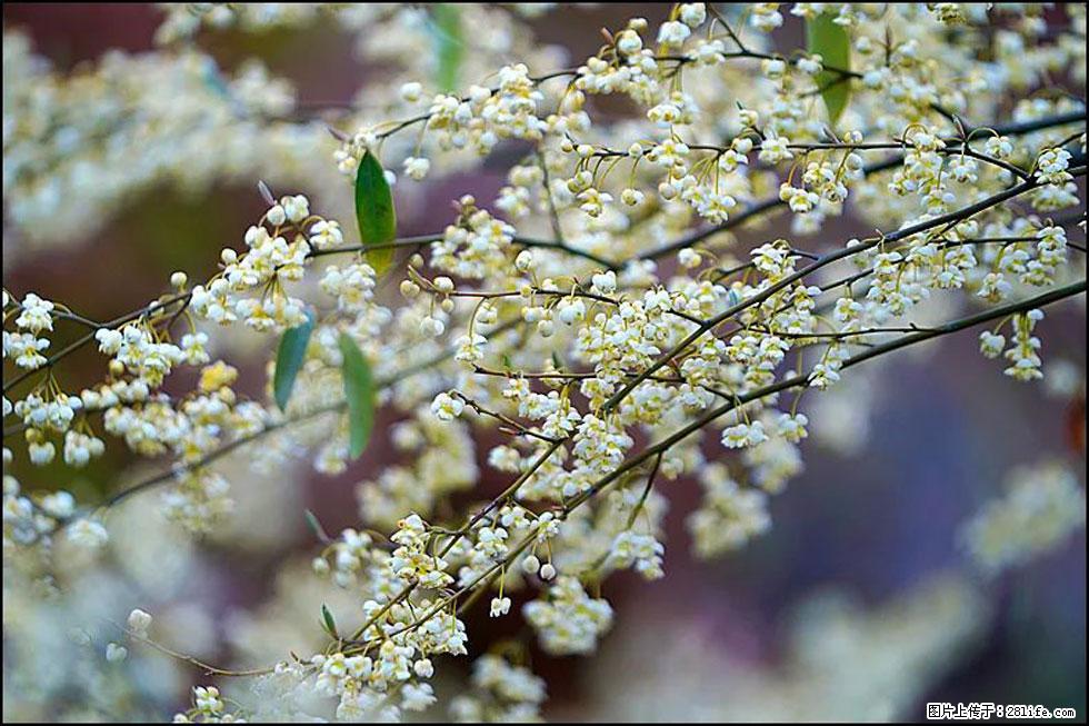 【春天，广西桂林灌阳县向您发出邀请！】米珠山前有片山苍子花在飘香 - 游山玩水 - 黄石生活社区 - 黄石28生活网 hshi.28life.com