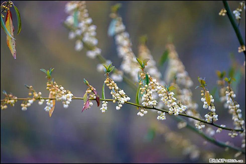 【春天，广西桂林灌阳县向您发出邀请！】米珠山前有片山苍子花在飘香 - 游山玩水 - 黄石生活社区 - 黄石28生活网 hshi.28life.com