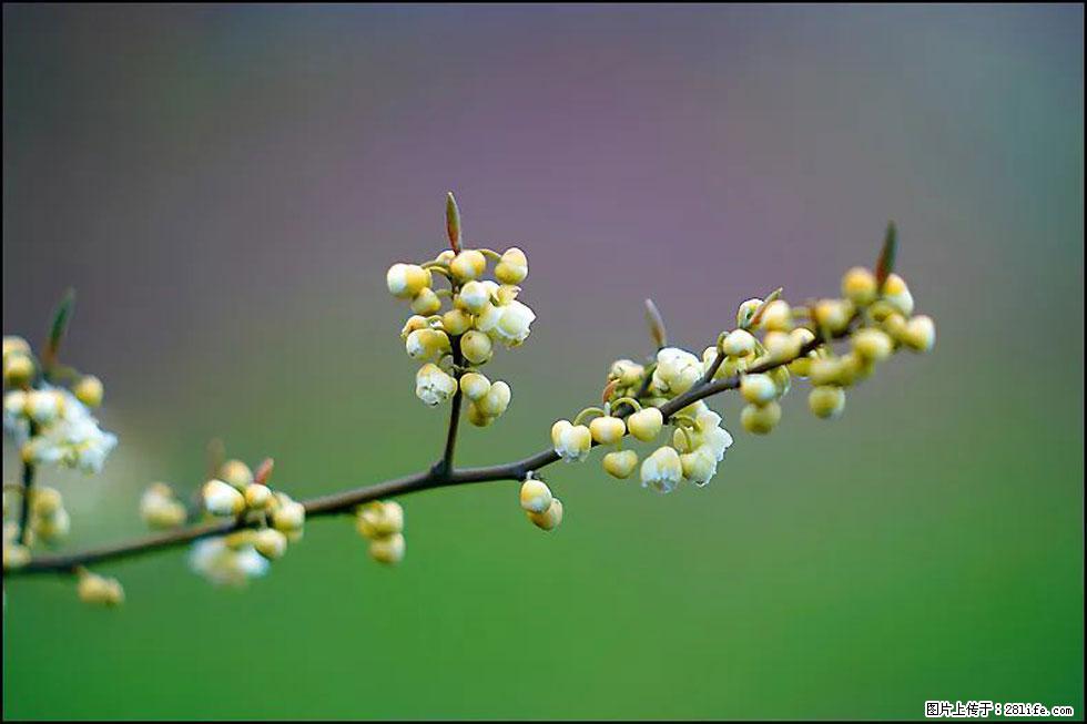 【春天，广西桂林灌阳县向您发出邀请！】米珠山前有片山苍子花在飘香 - 游山玩水 - 黄石生活社区 - 黄石28生活网 hshi.28life.com