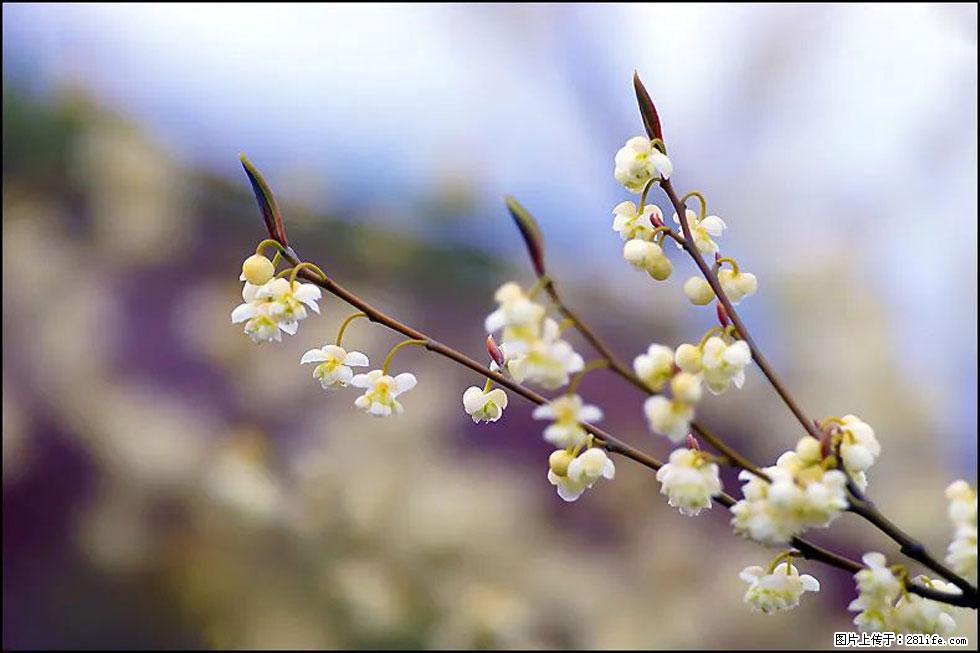 【春天，广西桂林灌阳县向您发出邀请！】米珠山前有片山苍子花在飘香 - 游山玩水 - 黄石生活社区 - 黄石28生活网 hshi.28life.com
