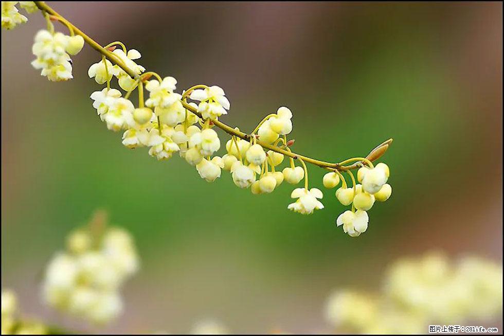 【春天，广西桂林灌阳县向您发出邀请！】米珠山前有片山苍子花在飘香 - 游山玩水 - 黄石生活社区 - 黄石28生活网 hshi.28life.com