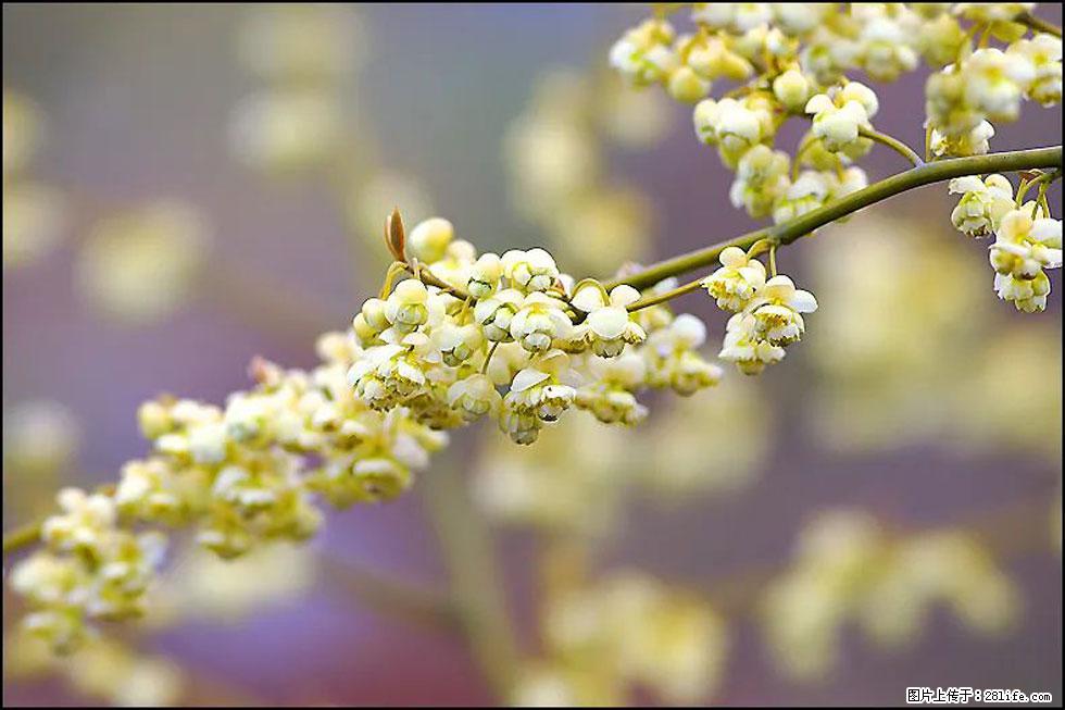 【春天，广西桂林灌阳县向您发出邀请！】米珠山前有片山苍子花在飘香 - 游山玩水 - 黄石生活社区 - 黄石28生活网 hshi.28life.com