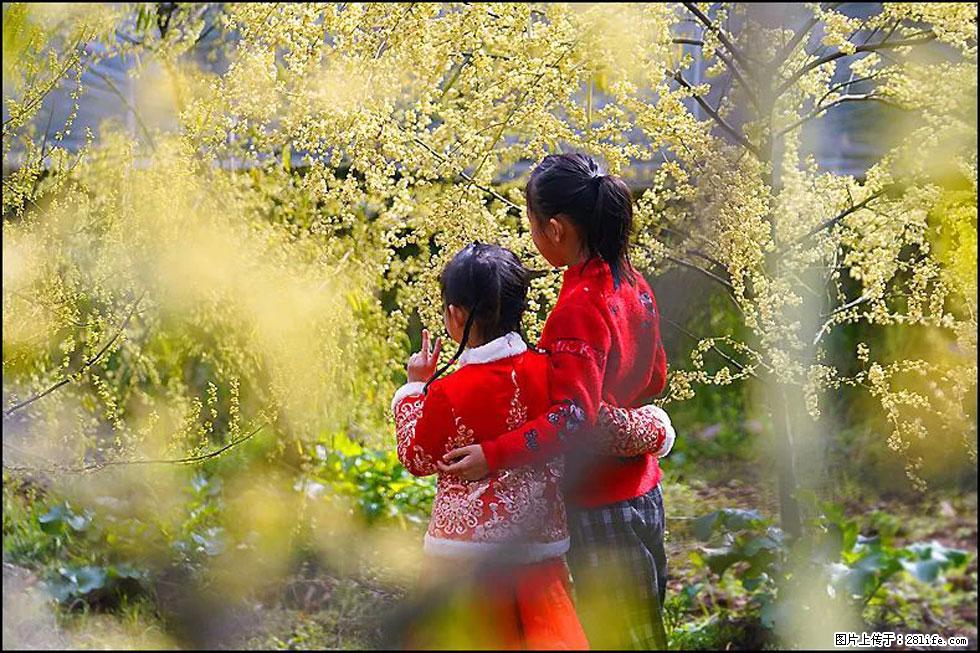 【春天，广西桂林灌阳县向您发出邀请！】米珠山前有片山苍子花在飘香 - 游山玩水 - 黄石生活社区 - 黄石28生活网 hshi.28life.com