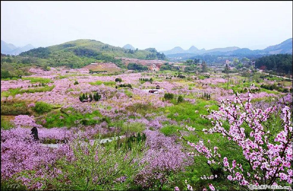 【春天,广西桂林灌阳县向您发出邀请!】官庄村有个醉美的桃花园 - 游山玩水 - 黄石生活社区 - 黄石28生活网 hshi.28life.com