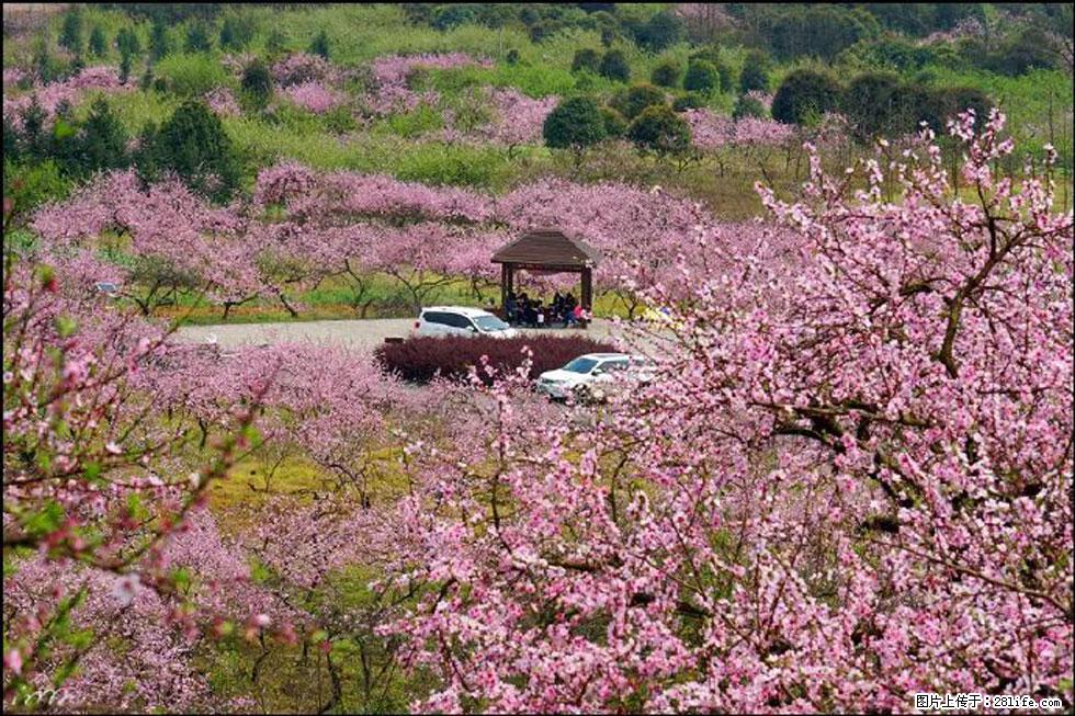 【春天,广西桂林灌阳县向您发出邀请!】官庄村有个醉美的桃花园 - 游山玩水 - 黄石生活社区 - 黄石28生活网 hshi.28life.com