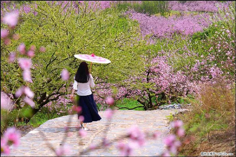 【春天,广西桂林灌阳县向您发出邀请!】官庄村有个醉美的桃花园 - 游山玩水 - 黄石生活社区 - 黄石28生活网 hshi.28life.com