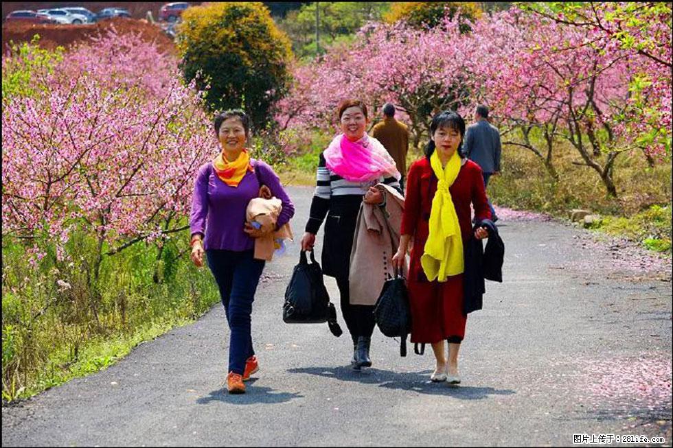 【春天,广西桂林灌阳县向您发出邀请!】官庄村有个醉美的桃花园 - 游山玩水 - 黄石生活社区 - 黄石28生活网 hshi.28life.com