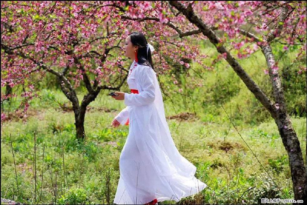 【春天,广西桂林灌阳县向您发出邀请!】官庄村有个醉美的桃花园 - 游山玩水 - 黄石生活社区 - 黄石28生活网 hshi.28life.com