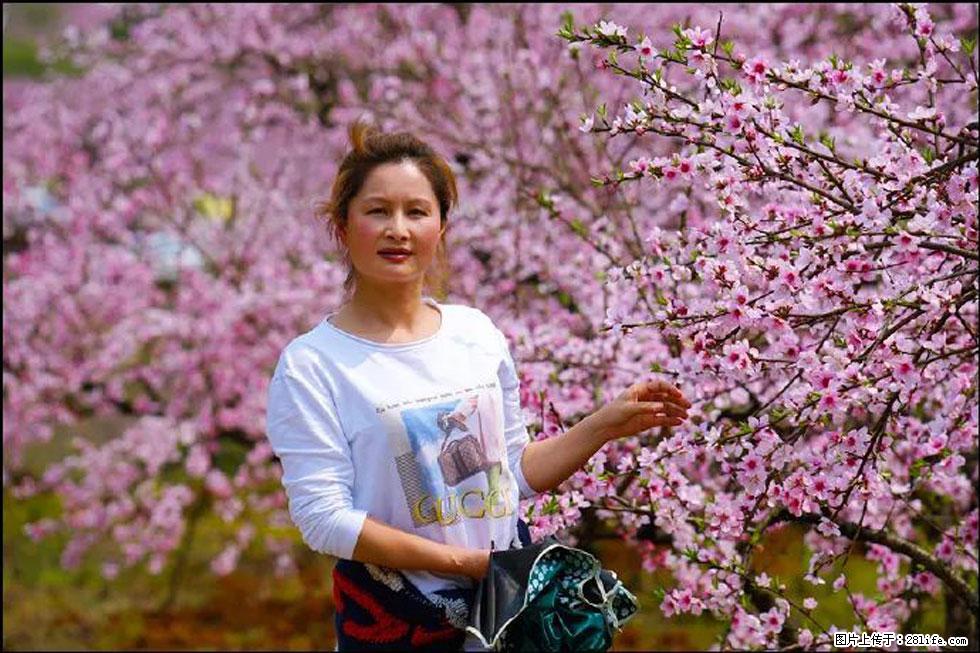 【春天,广西桂林灌阳县向您发出邀请!】官庄村有个醉美的桃花园 - 游山玩水 - 黄石生活社区 - 黄石28生活网 hshi.28life.com