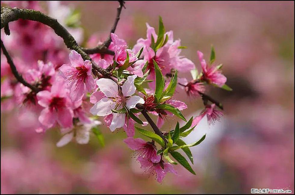 【春天,广西桂林灌阳县向您发出邀请!】官庄村有个醉美的桃花园 - 游山玩水 - 黄石生活社区 - 黄石28生活网 hshi.28life.com