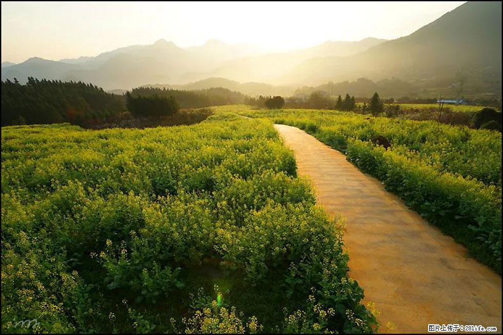 【春天,广西桂林灌阳县向您发出邀请!】长坪村油菜盛情花开 - 游山玩水 - 黄石生活社区 - 黄石28生活网 hshi.28life.com