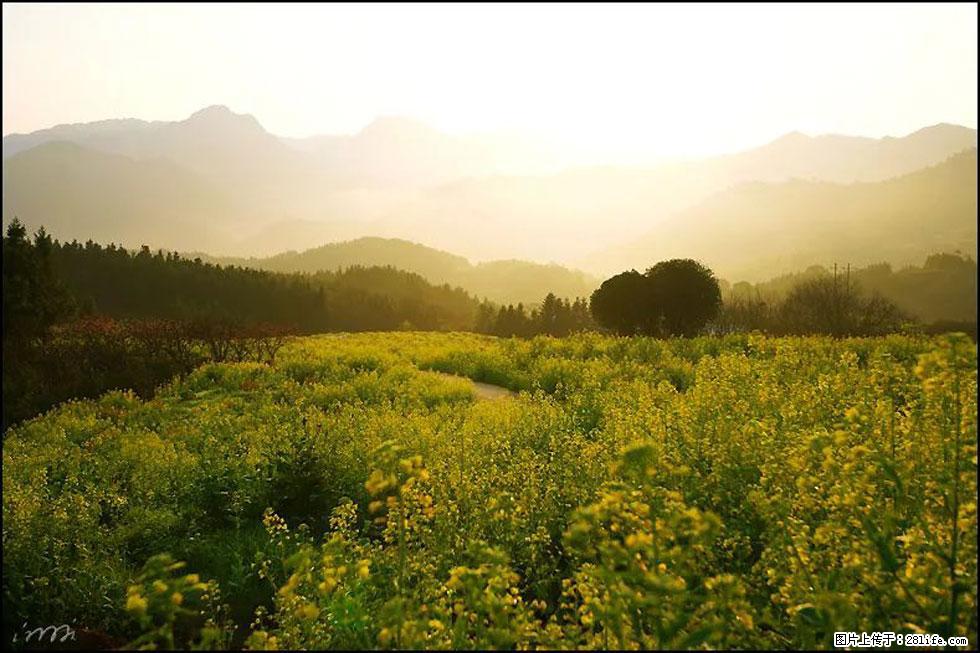 【春天,广西桂林灌阳县向您发出邀请!】长坪村油菜盛情花开 - 游山玩水 - 黄石生活社区 - 黄石28生活网 hshi.28life.com