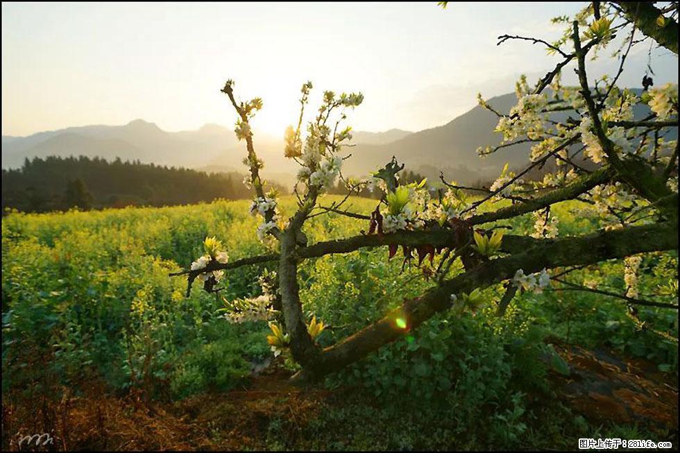 【春天,广西桂林灌阳县向您发出邀请!】长坪村油菜盛情花开 - 游山玩水 - 黄石生活社区 - 黄石28生活网 hshi.28life.com