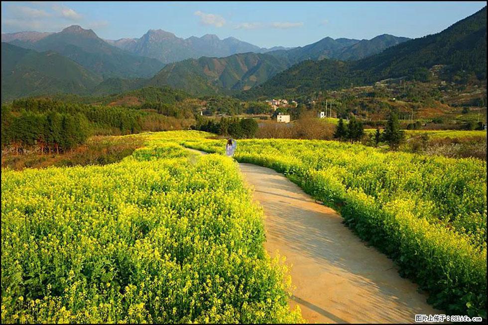 【春天,广西桂林灌阳县向您发出邀请!】长坪村油菜盛情花开 - 游山玩水 - 黄石生活社区 - 黄石28生活网 hshi.28life.com