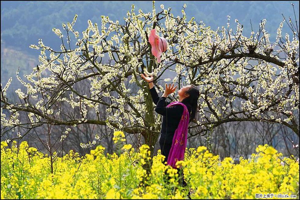 【春天,广西桂林灌阳县向您发出邀请!】长坪村油菜盛情花开 - 游山玩水 - 黄石生活社区 - 黄石28生活网 hshi.28life.com