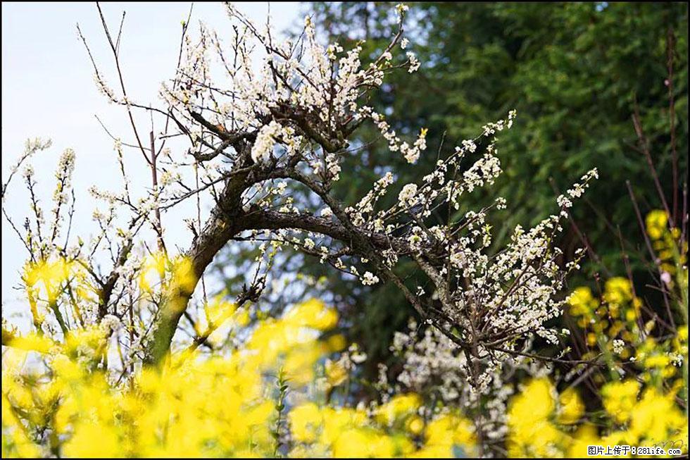 【春天,广西桂林灌阳县向您发出邀请!】长坪村油菜盛情花开 - 游山玩水 - 黄石生活社区 - 黄石28生活网 hshi.28life.com