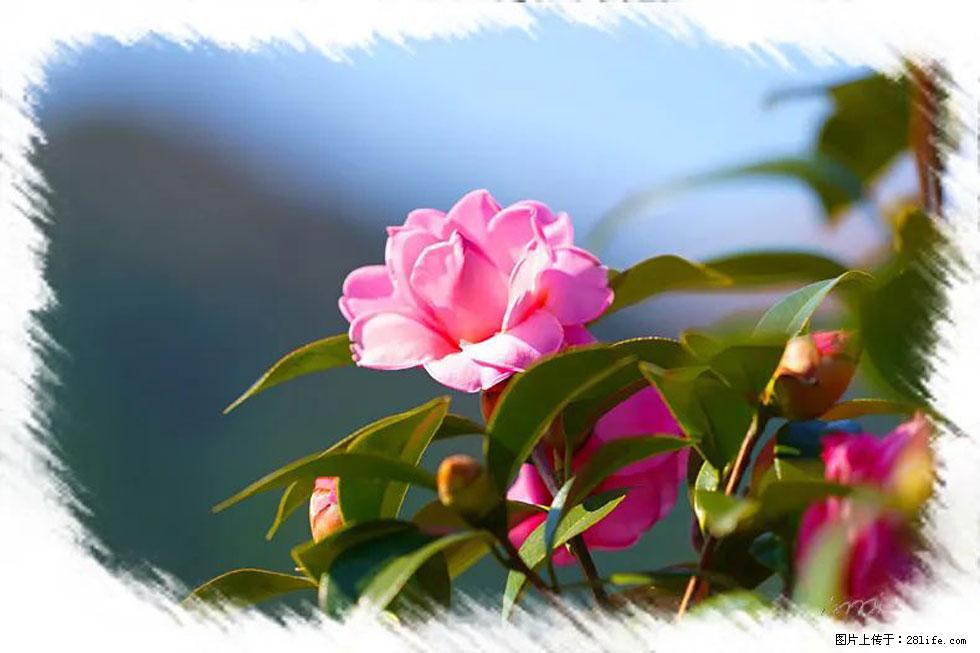 【春天,广西桂林灌阳县向您发出邀请!】杨柳井茶花惹人爱 - 游山玩水 - 黄石生活社区 - 黄石28生活网 hshi.28life.com