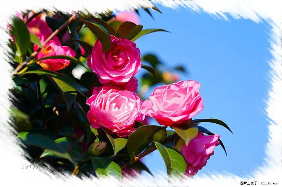 【春天,广西桂林灌阳县向您发出邀请!】杨柳井茶花惹人爱 - 游山玩水 - 黄石生活社区 - 黄石28生活网 hshi.28life.com