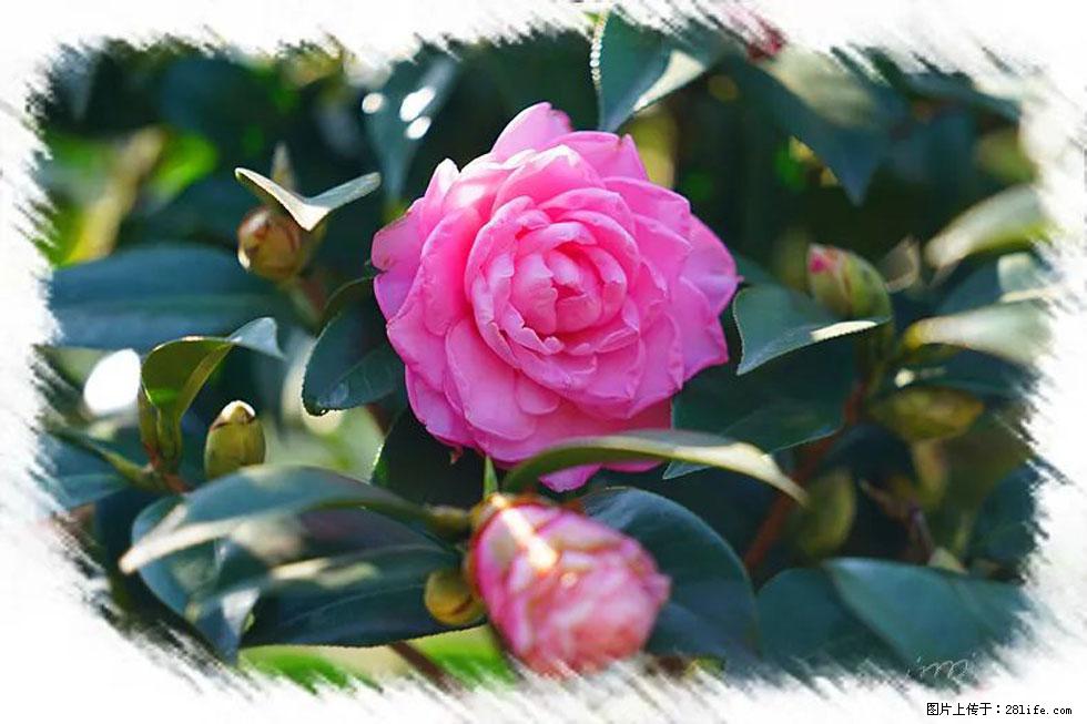 【春天,广西桂林灌阳县向您发出邀请!】杨柳井茶花惹人爱 - 游山玩水 - 黄石生活社区 - 黄石28生活网 hshi.28life.com