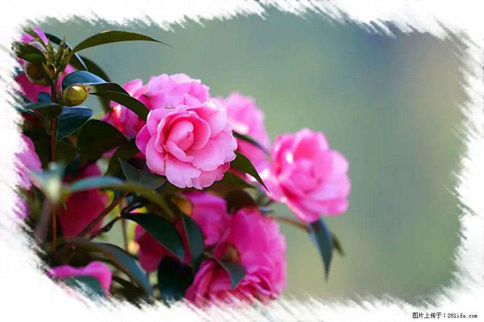 【春天,广西桂林灌阳县向您发出邀请!】杨柳井茶花惹人爱 - 游山玩水 - 黄石生活社区 - 黄石28生活网 hshi.28life.com