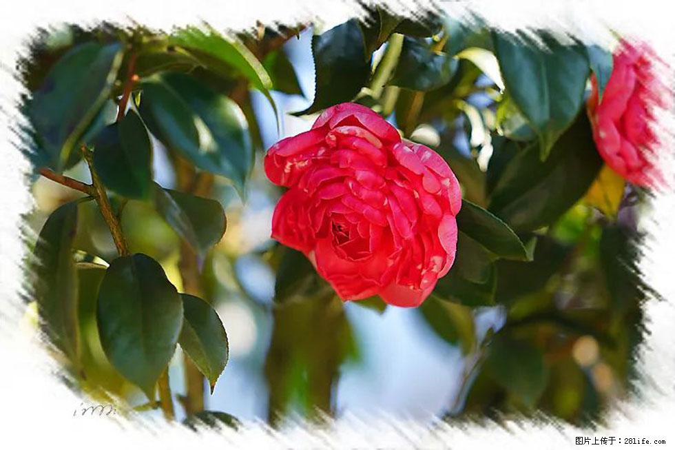 【春天,广西桂林灌阳县向您发出邀请!】杨柳井茶花惹人爱 - 游山玩水 - 黄石生活社区 - 黄石28生活网 hshi.28life.com