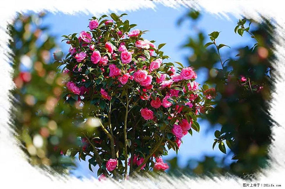 【春天,广西桂林灌阳县向您发出邀请!】杨柳井茶花惹人爱 - 游山玩水 - 黄石生活社区 - 黄石28生活网 hshi.28life.com