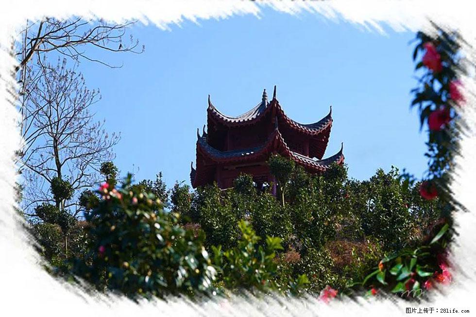 【春天,广西桂林灌阳县向您发出邀请!】杨柳井茶花惹人爱 - 游山玩水 - 黄石生活社区 - 黄石28生活网 hshi.28life.com