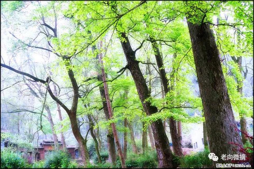 【春天,广西桂林灌阳县向您发出邀请!】在小龙村与春天约会 - 游山玩水 - 黄石生活社区 - 黄石28生活网 hshi.28life.com