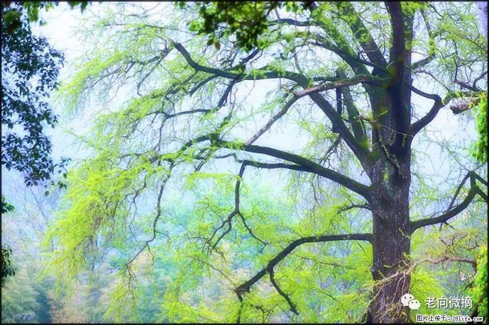 【春天,广西桂林灌阳县向您发出邀请!】在小龙村与春天约会 - 游山玩水 - 黄石生活社区 - 黄石28生活网 hshi.28life.com