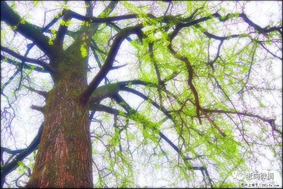 【春天,广西桂林灌阳县向您发出邀请!】在小龙村与春天约会 - 游山玩水 - 黄石生活社区 - 黄石28生活网 hshi.28life.com