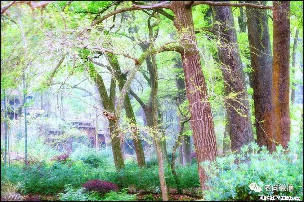 【春天,广西桂林灌阳县向您发出邀请!】在小龙村与春天约会 - 游山玩水 - 黄石生活社区 - 黄石28生活网 hshi.28life.com