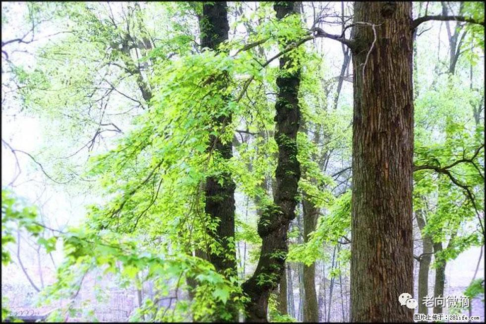 【春天,广西桂林灌阳县向您发出邀请!】在小龙村与春天约会 - 游山玩水 - 黄石生活社区 - 黄石28生活网 hshi.28life.com