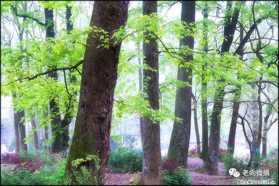 【春天,广西桂林灌阳县向您发出邀请!】在小龙村与春天约会 - 游山玩水 - 黄石生活社区 - 黄石28生活网 hshi.28life.com