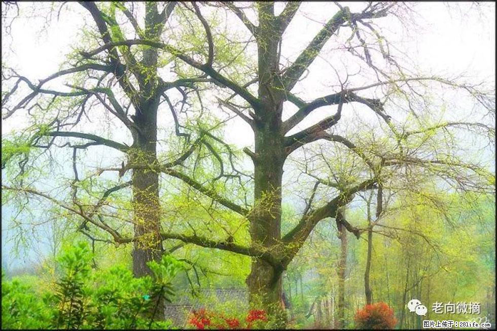 【春天,广西桂林灌阳县向您发出邀请!】在小龙村与春天约会 - 游山玩水 - 黄石生活社区 - 黄石28生活网 hshi.28life.com