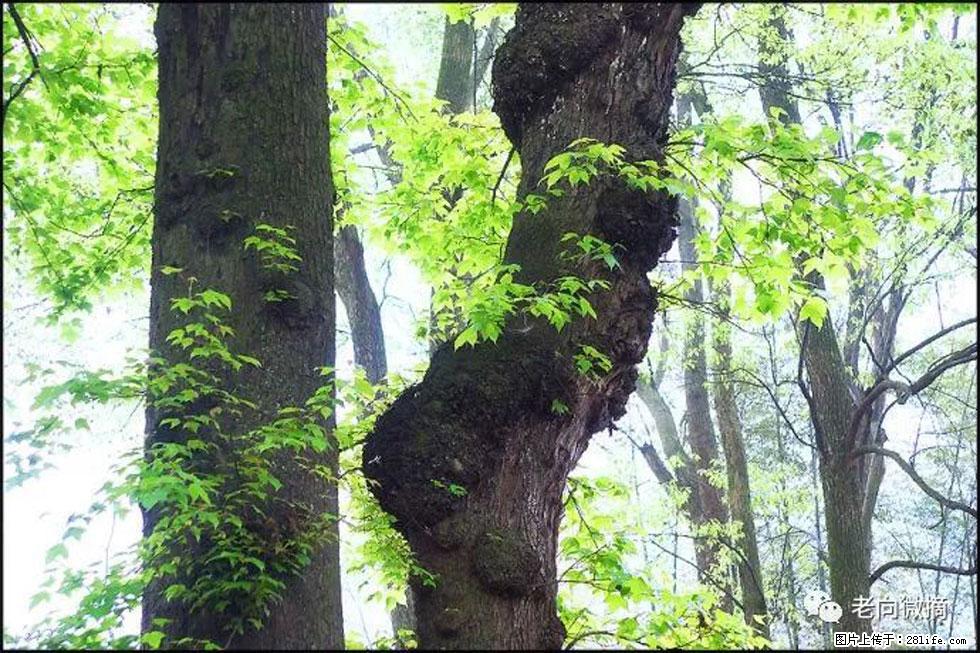 【春天,广西桂林灌阳县向您发出邀请!】在小龙村与春天约会 - 游山玩水 - 黄石生活社区 - 黄石28生活网 hshi.28life.com