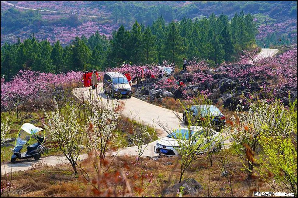 【春天，广西桂林灌阳县向您发出邀请！】望月岭上桃花开 - 游山玩水 - 黄石生活社区 - 黄石28生活网 hshi.28life.com