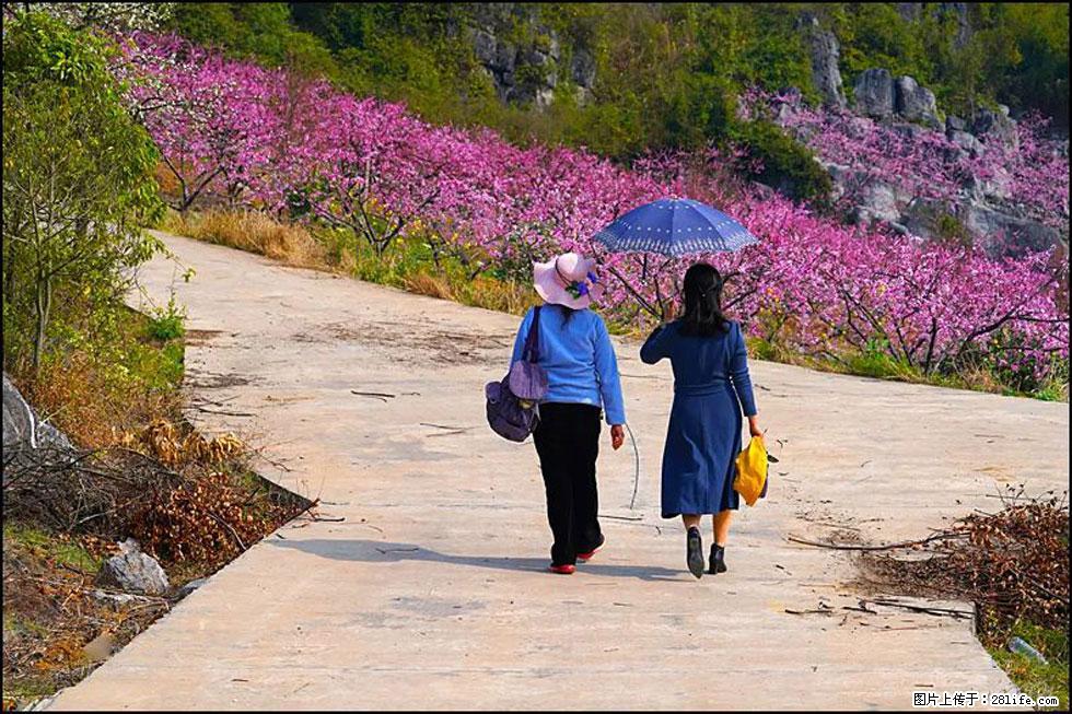 【春天，广西桂林灌阳县向您发出邀请！】望月岭上桃花开 - 游山玩水 - 黄石生活社区 - 黄石28生活网 hshi.28life.com