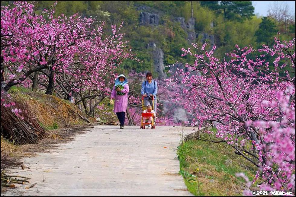 【春天，广西桂林灌阳县向您发出邀请！】望月岭上桃花开 - 游山玩水 - 黄石生活社区 - 黄石28生活网 hshi.28life.com