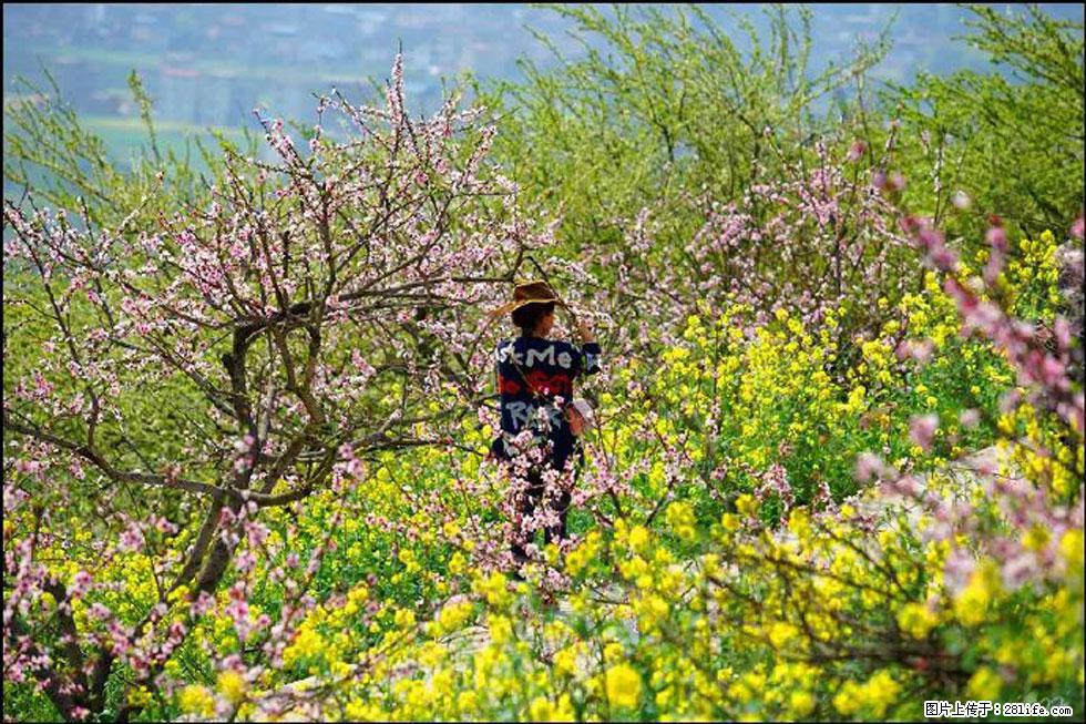 【春天，广西桂林灌阳县向您发出邀请！】望月岭上桃花开 - 游山玩水 - 黄石生活社区 - 黄石28生活网 hshi.28life.com